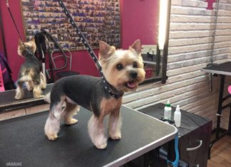 Салон для собак и кошек во Владимире Салон для собак и кошек во Владимире