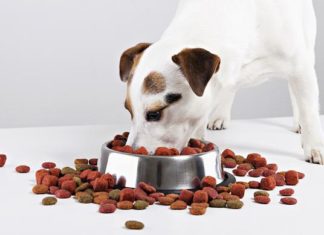 Какой корм выбрать для щенка? Какой корм выбрать для щенка?