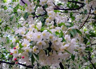 Яблони в цвету? Нет, листопад! Яблони в цвету? Нет, листопад!