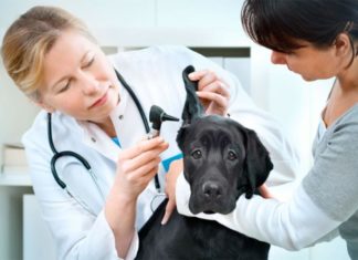 Как выбрать хорошего ветеринара? Как выбрать хорошего ветеринара?