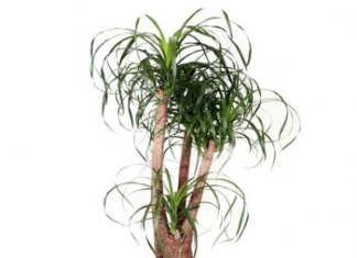 Где купить растения для дома? Где купить растения для дома?