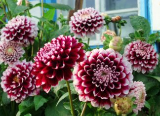 Георгины Георгины