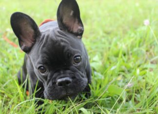 Французские породы собак Французские породы собак