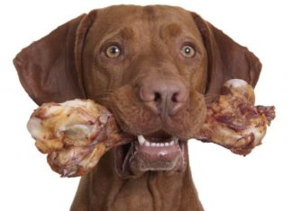 Зачем собаки грызут кости? Зачем собаки грызут кости?