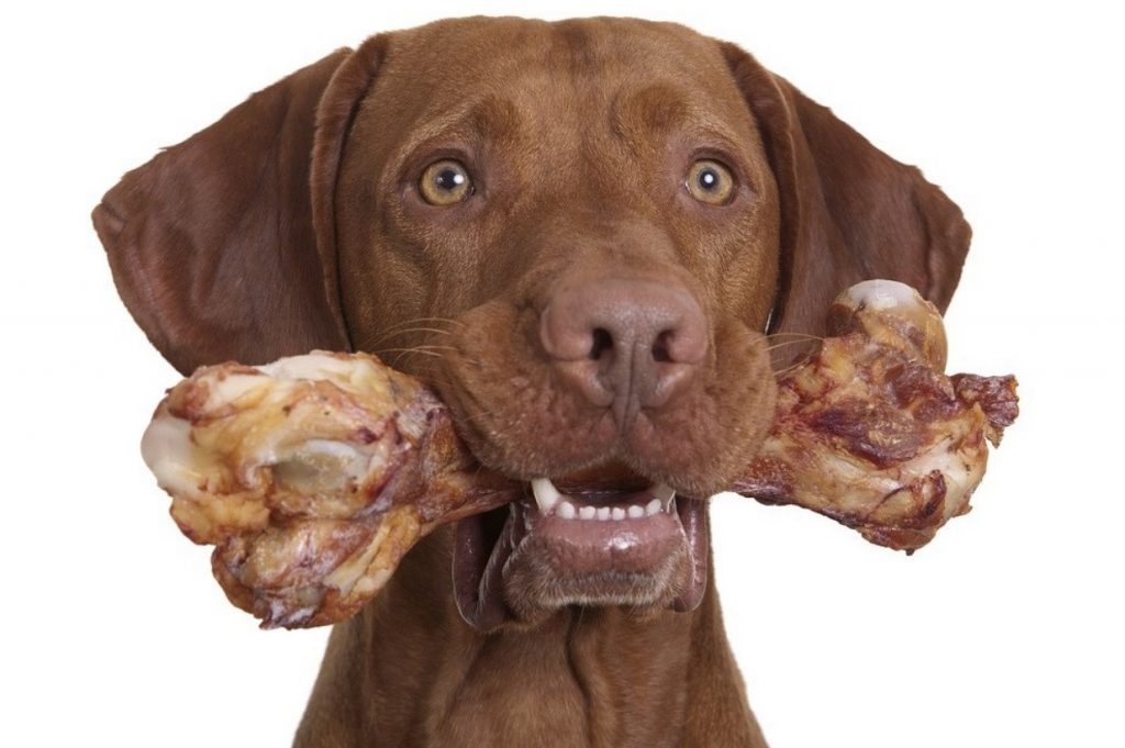 Зачем собаки грызут кости?