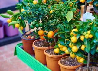 Топ-5 фруктовых деревьев для квартиры
