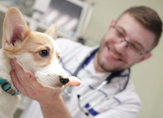 Что такое чипирование собак и для чего это нужно? Что такое чипирование собак и для чего это нужно?