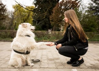 Как приучить взрослую собаку к людям