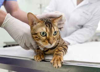 Стерилизация кошки: жизненно важная процедура для здоровья и счастья