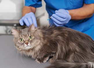 Подготовка кошки к стерилизации: решающие шаги для безопасной процедуры