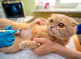 Зачем выполняется УЗИ животным?