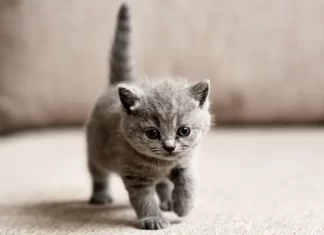 Какой корм для котят выбрать