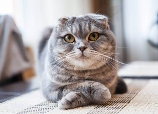 Скоттиш-фолд