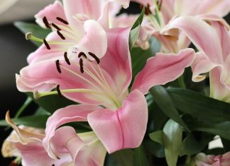 Кому и когда дарят лилии