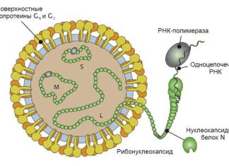 Геморрагическая лихорадка с почечным синдромом (ГЛПС): причины, симптомы и лечение в статье инфекциониста Александров П. А.