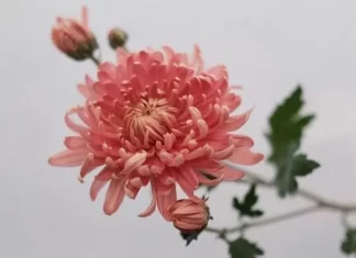 Хризантемы — история прекрасного цветка