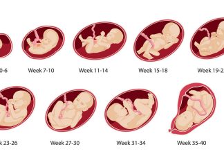 Как протекает нормальная беременность