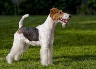 Фокстерьер — история породы и особенности ухода за ней