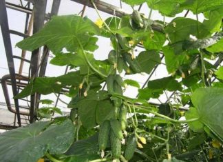 Огурцы «Герман F1»