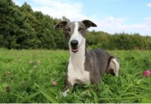 Породы собак Уиппет: грация и энергия в одном теле