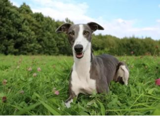 Породы собак Уиппет: грация и энергия в одном теле