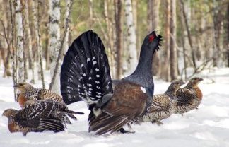 Особенности охоты на глухаря и вальдшнепа